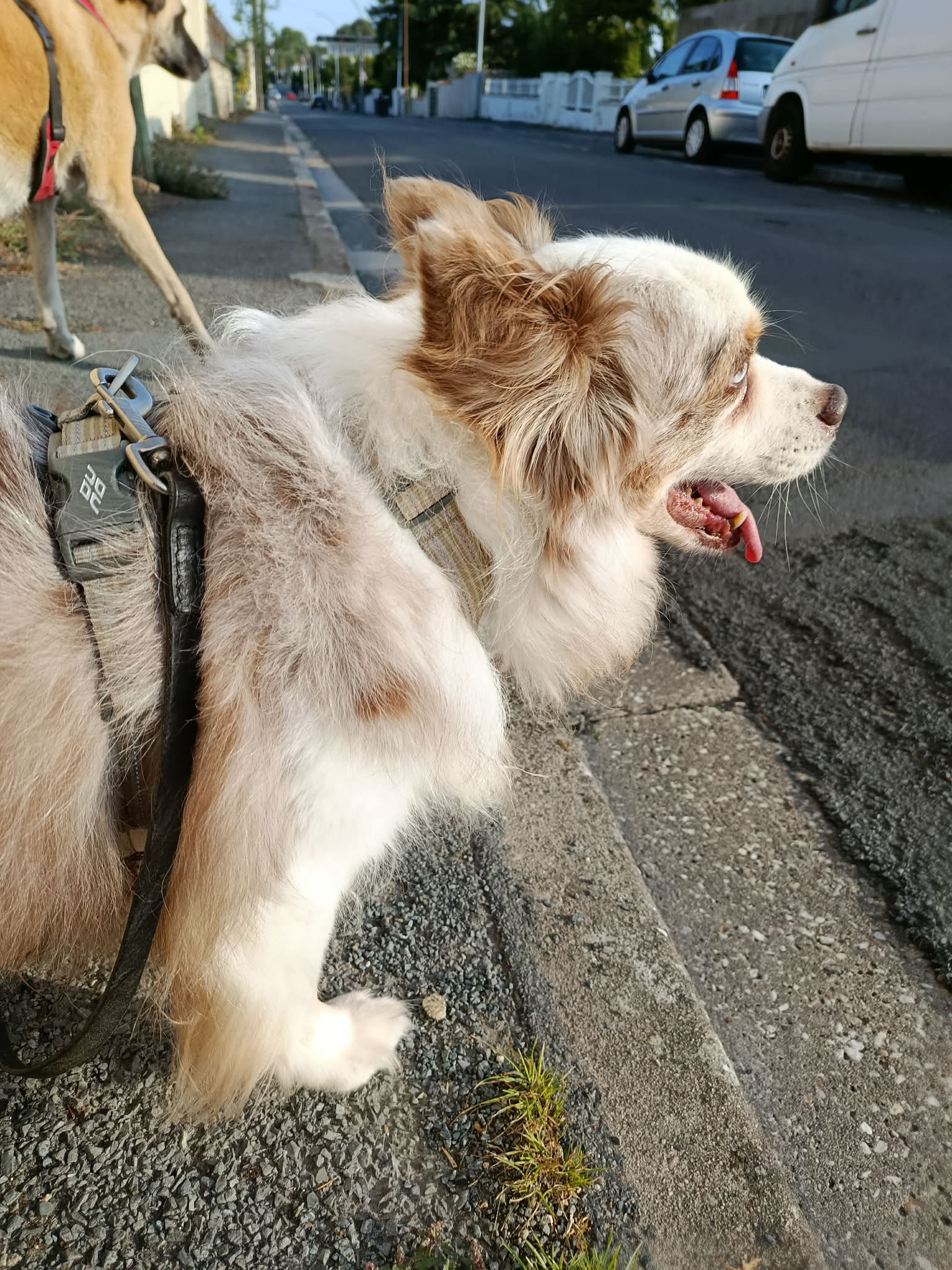 Chien accompagné par Les Poitoutous à Poitiers