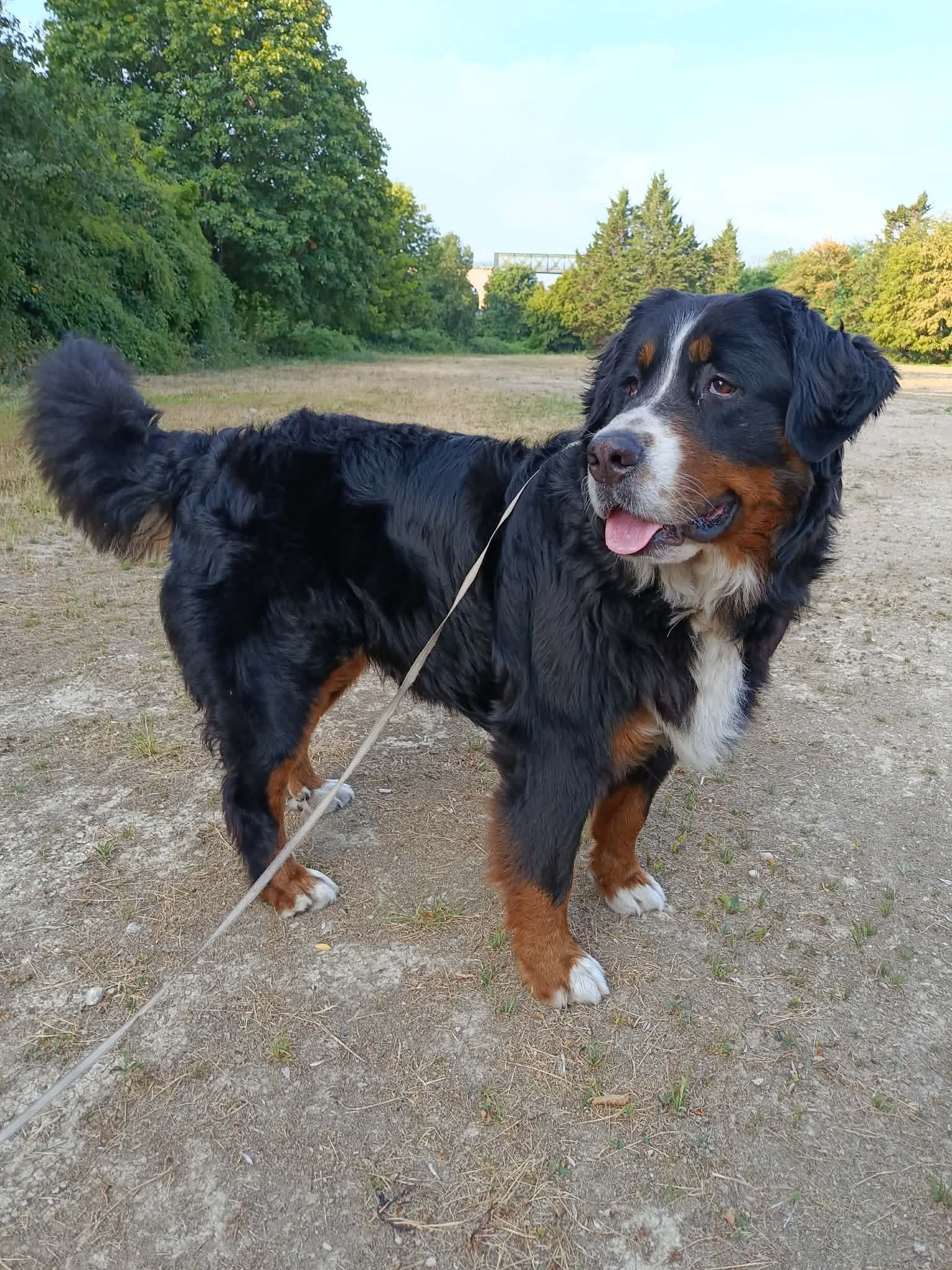 Chien accompagné par Les Poitoutous à Saint-Benoît