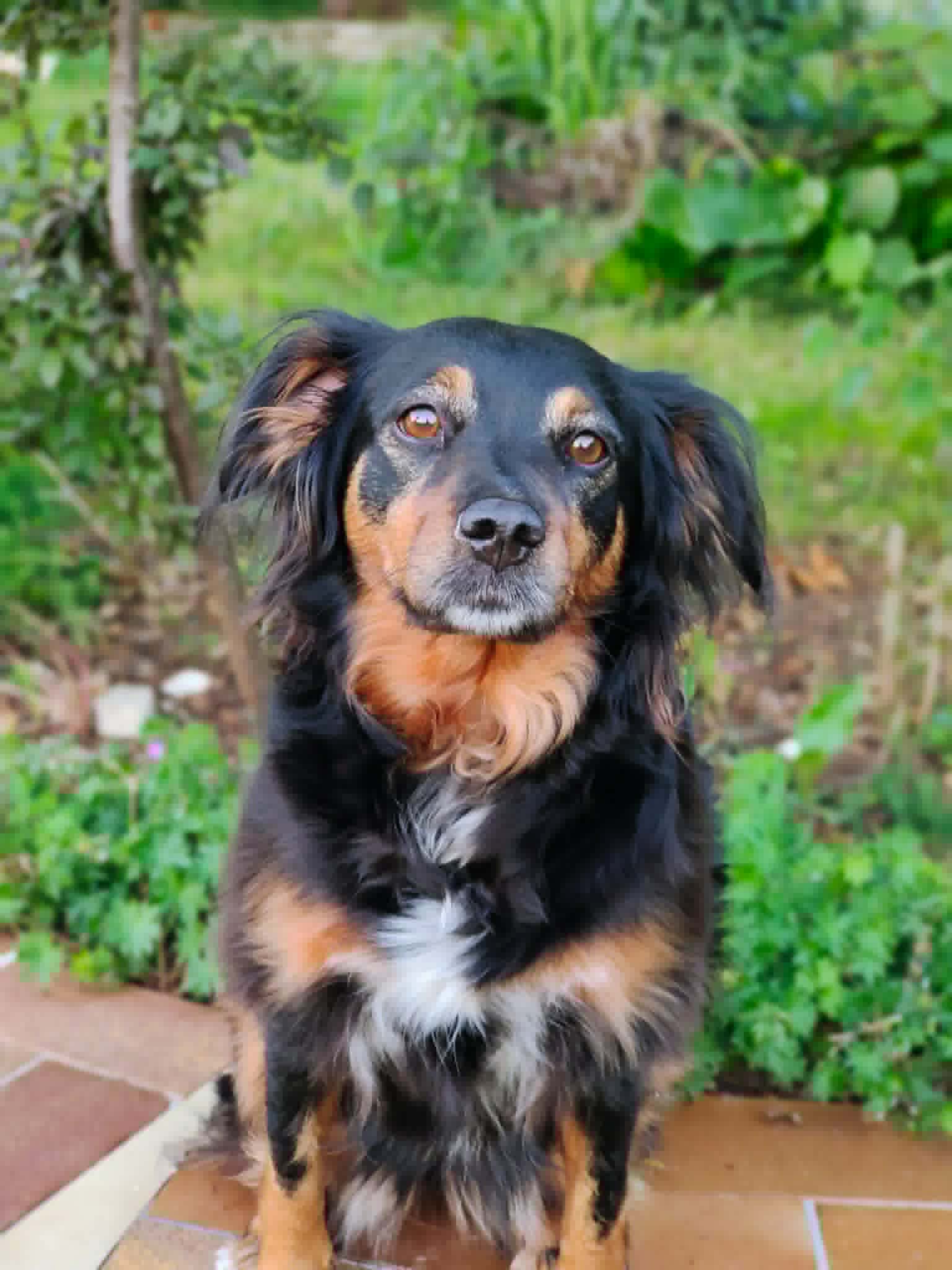 Chien accompagné par Les Poitoutous à Ligugé