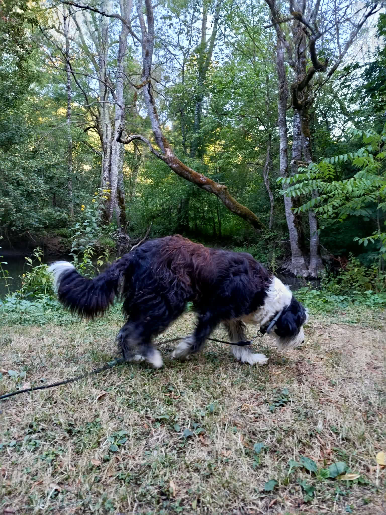 Chien accompagné par Les Poitoutous à Biard