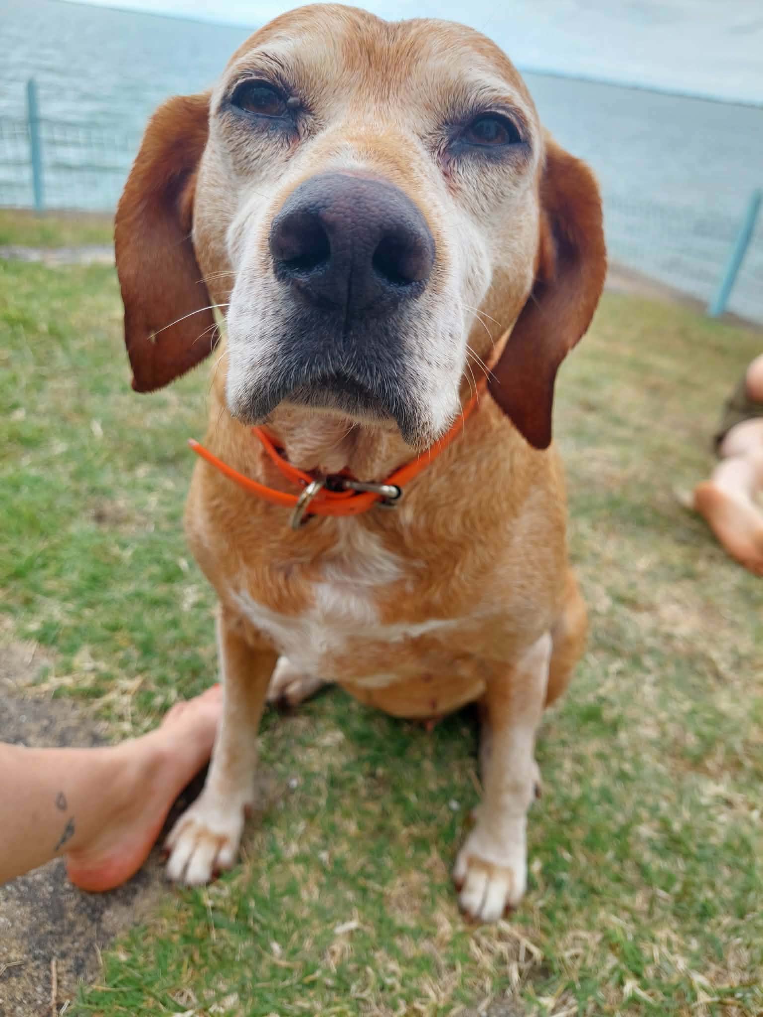 Chien accompagné par Les Poitoutous à Vivonne